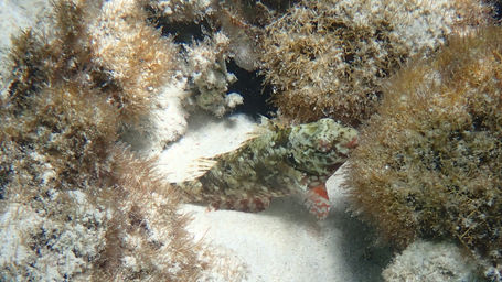 redtail_parrotfish_the_cove_2022_b.jpeg