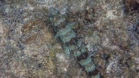 sand diver discovery bay 2021_9.jpg