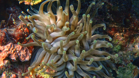 Giant Anemone_discovery_bay_2021_6.jpeg