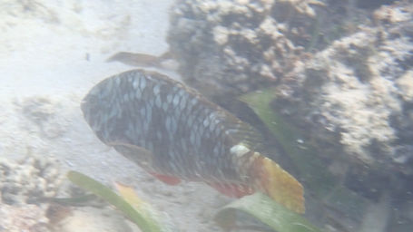 yellowtail_parrotfish_old_fort_bay_2022_b.jpeg
