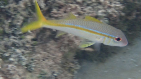 yellow_goat_fish_ocho_rios_2022_3.jpeg