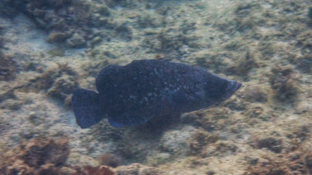 Greater Soapfish_discoveyr_bay_2021_1.jpeg