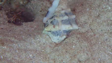 Deltoid Rock Shell_mammee_bay_2022_a.jpeg