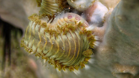 Bearded Fireworm_the_cove_2022_b.jpeg