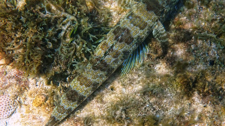 sand diver discovery bay 2021_6.jpeg