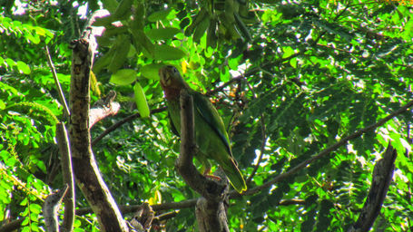 Yellow-billed Parrot_ocho_rios_2019_4.jpeg