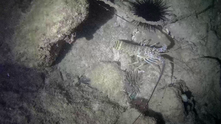 Caribbean Spiny Lobster_discovery_bay_2021_a.png