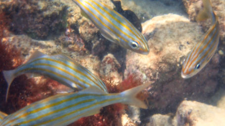 Smallmouth Grunt_ocho_rios_2021_1.jpeg