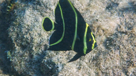 french_angelfish_discovery_bay_2021_2.jpeg