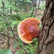 Unlocking the Health Benefits of Medicinal Mushrooms in Chinese Herbal Medicine