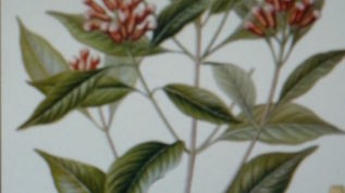 Cloves for herbal dental care!