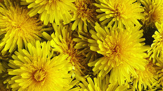 Dandelions are a Free Super Food!