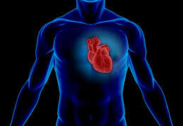 Practical understanding of the Heart Organ...