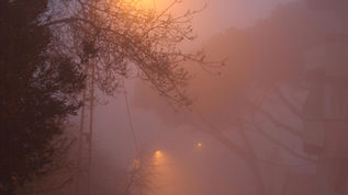 The Life Within Fog How Nature's Mysterious Veil Comes Alive