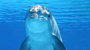 Have you tried the Dolphin?