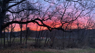 Early Spring