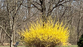 Back yard medicines..in spring..