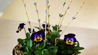 Violas ..a tiny might herb!