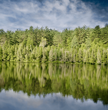 forest.png