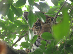 Panthera_onca_Calakmul_MEX_Autor_José_F._González-Maya_2.JPG