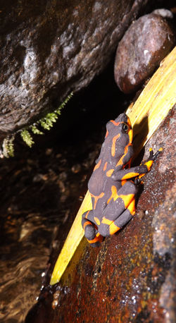 Atelopus varius Autor I. Mauricio Vela-Vargas 1.JPG
