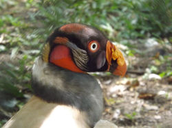 Sancoramphus papa Villavicencio Colombia autor I. Mauricio Vela-Vargas.JPG