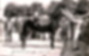 French mules: between official records and regional traditions