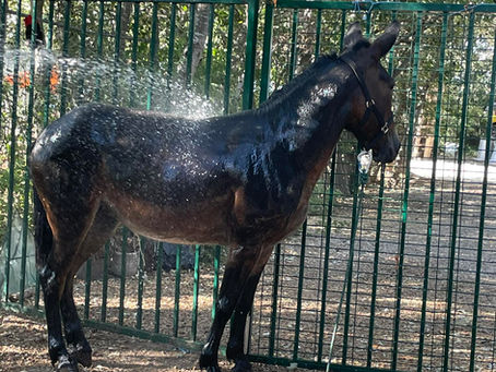 The mule saddle