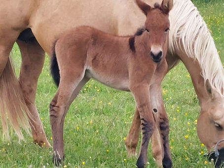 Explorations des naissances de mule en France