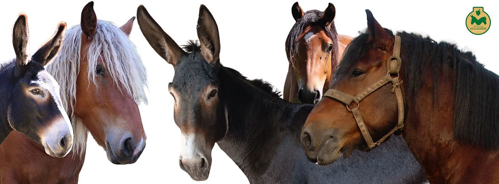 Photo des races Mulassiéres du Massif Central