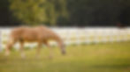 AdobeStock_631197570_edited_edited.jpg