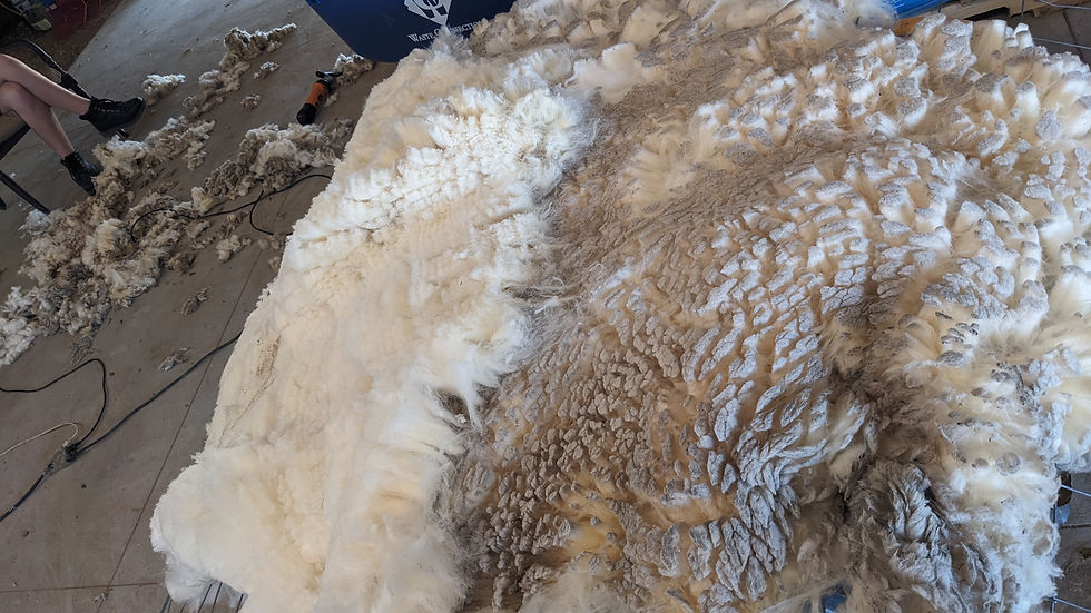 Thumbnail: Premium Raw, Unwashed Merino Sheep Wool, Helen