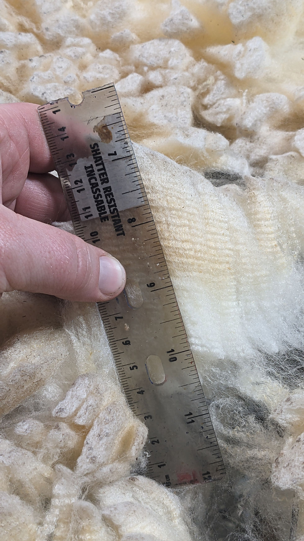 Thumbnail: Premium Raw, Unwashed Merino Sheep Wool, Leon