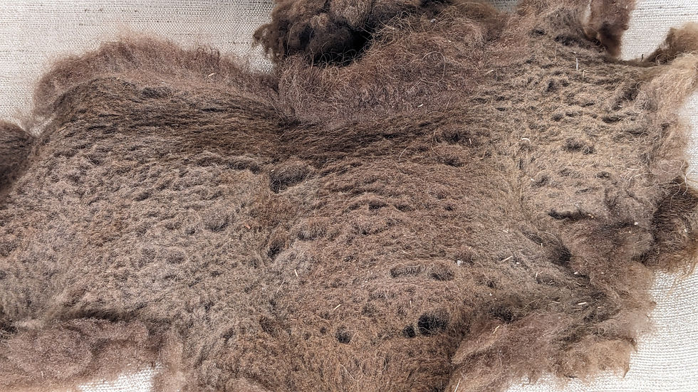 Thumbnail: Raw, unwashed bison - Contact us for stock