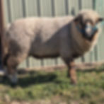 Thumbnail: Premium Raw, Unwashed Merino Sheep Wool, Edna