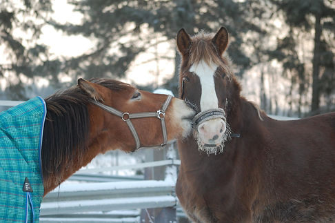 eevanygren0-horse-752833_1920.jpg