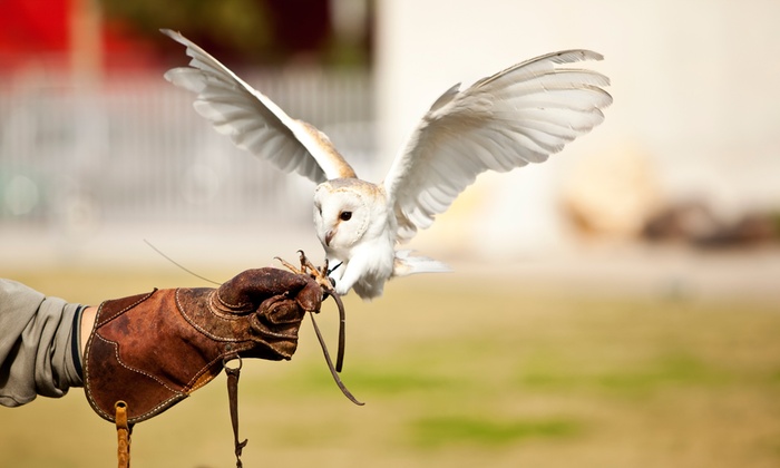 Rutland Falconry