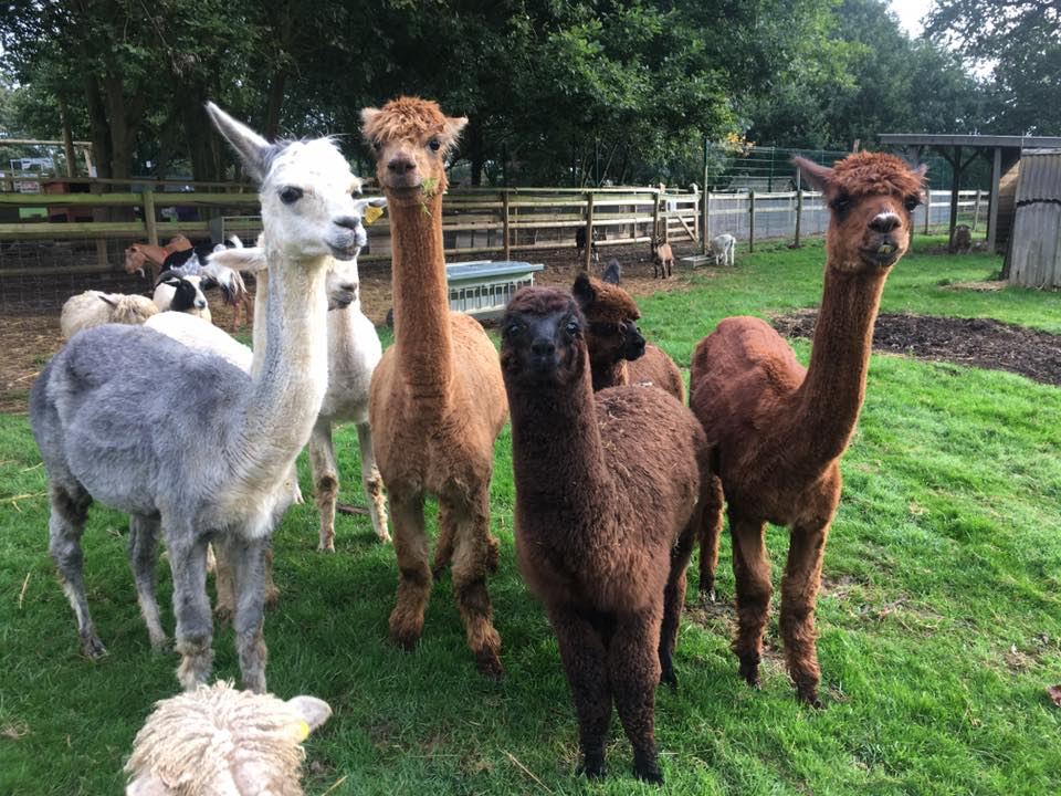 Rutland Farm Park