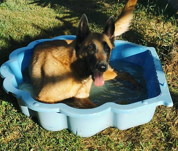 élevage chien Ain