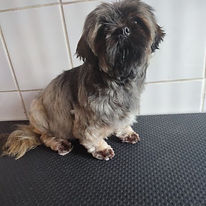 chiens-Lhassa-Apso-ffc20d41-72cb-7654-31d0-87de72b0504d_min.jpg