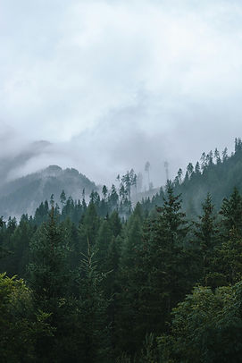 Skog_LR.jpg