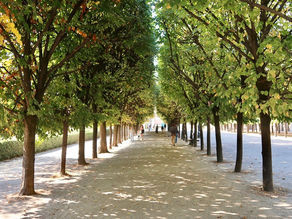 Singing Trees : quand les arbres du Palais Royal chantent