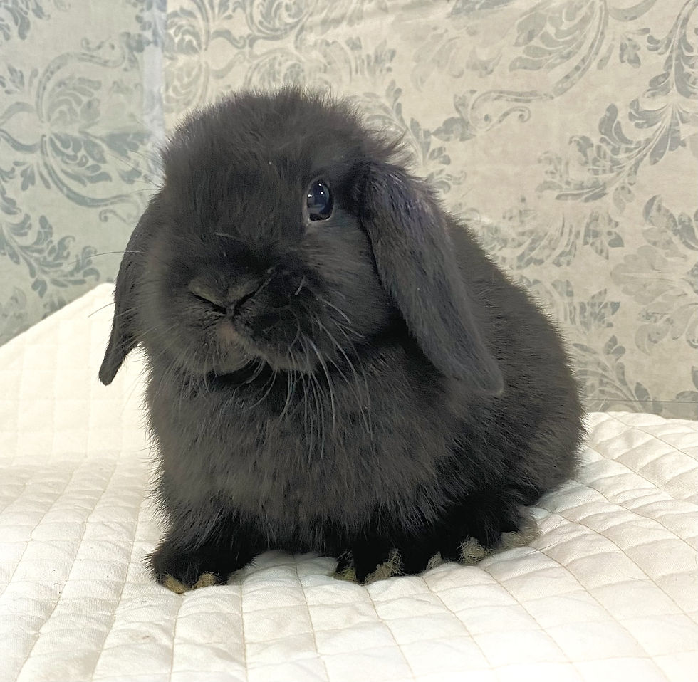 ブラック