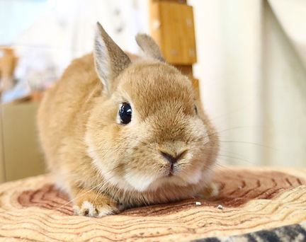里親募集中のうさぎ Rabbitcotton 里親募集中のうさぎ Rabbitcotton