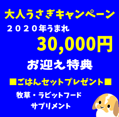 大人兎w1.gif