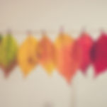 Colorful Leaves