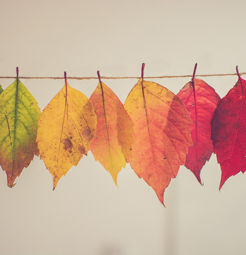 Colorful Leaves