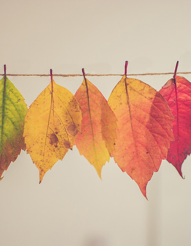Colorful Autumn Leaves