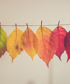 Colorful Autumn Leaves