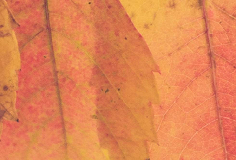 Colorful Autumn Leaves